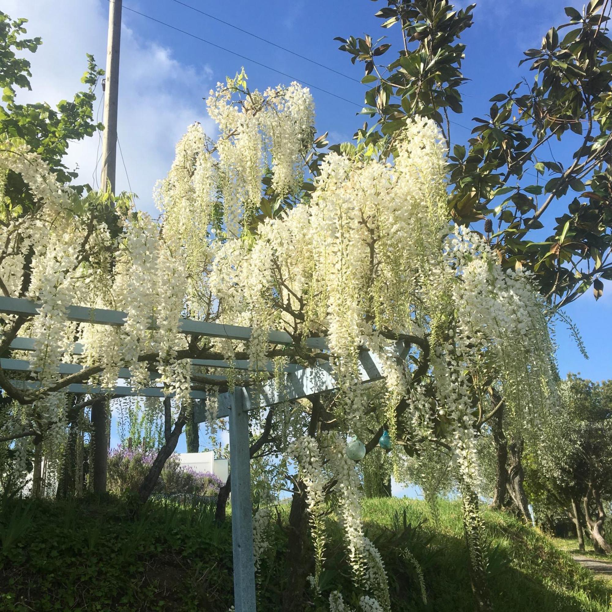 Appartamento Con Patio Privato E Giardino Tra Pisa E Firenze Palaia Exterior foto
